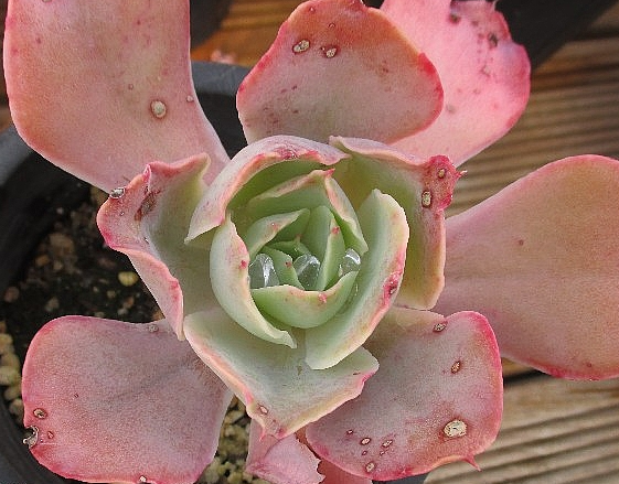 Echeveria Casio 10 Pieces Seeds