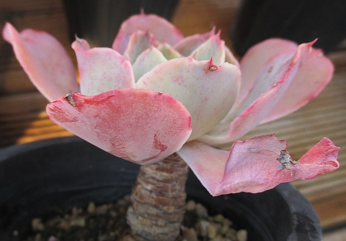 Echeveria Casio 10 Pieces Seeds