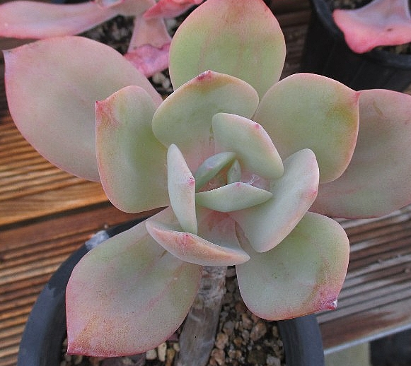 Echeveria Hakuhou 10 Pieces Seeds