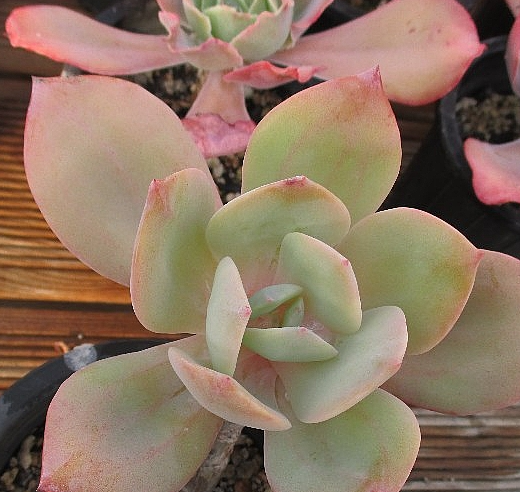 Echeveria Hakuhou 10 Pieces Seeds