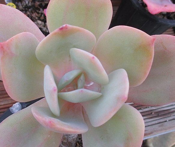 Echeveria Hakuhou 10 Pieces Seeds
