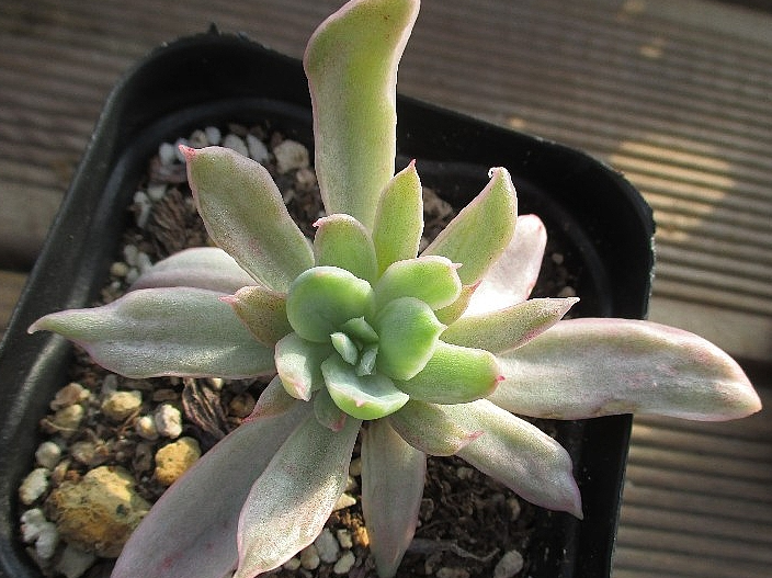 Echeveria Luella 10 Pieces Seeds
