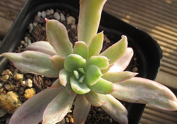 Echeveria Luella 10 Pieces Seeds