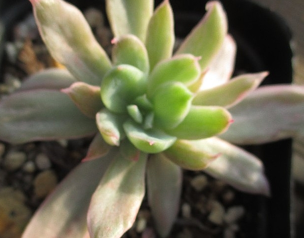 Echeveria Luella 10 Pieces Seeds