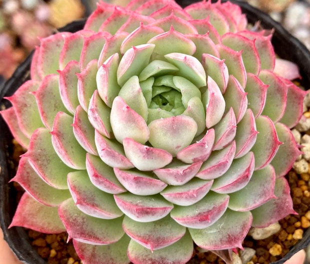 Echeveria 'Red Hall' 10 Pieces Seeds