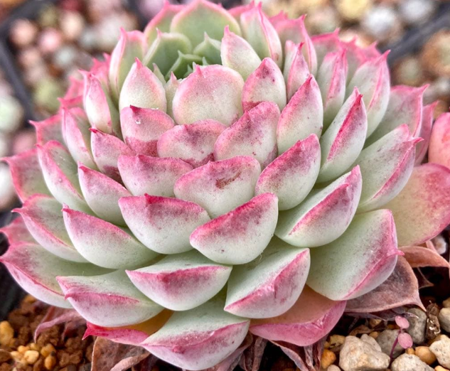 Echeveria 'Red Hall' 10 Pieces Seeds