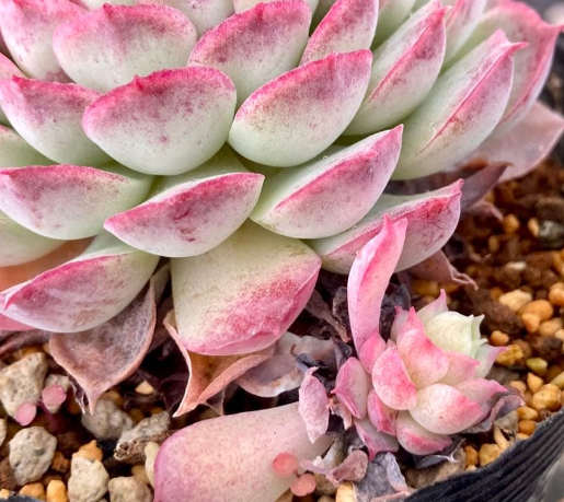 Echeveria 'Red Hall' 10 Pieces Seeds