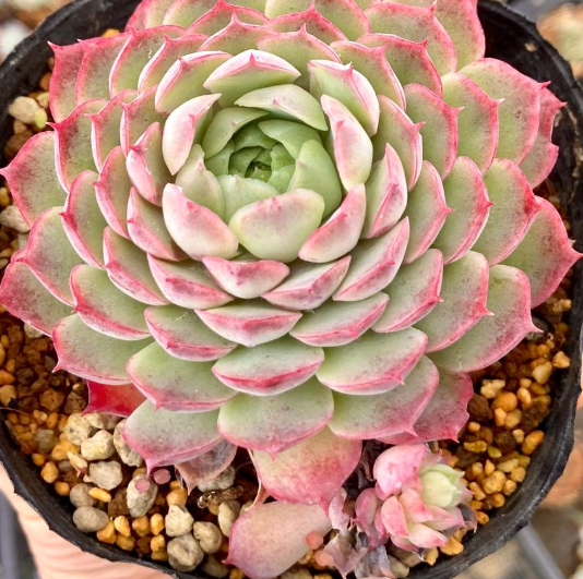 Echeveria 'Red Hall' 10 Pieces Seeds