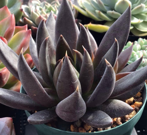Echeveria Black Knight 10 Pieces Seeds