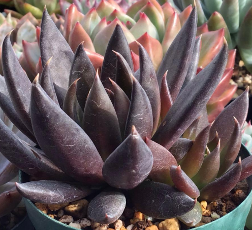 Echeveria Black Knight 10 Pieces Seeds