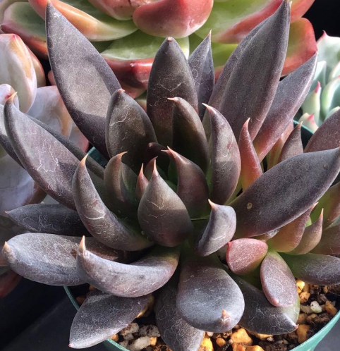 Echeveria Black Knight 10 Pieces Seeds