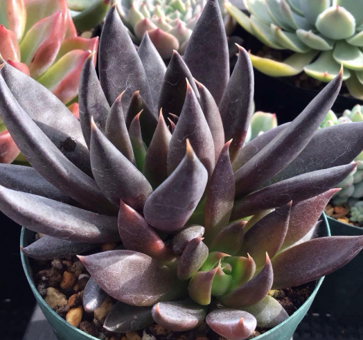 Echeveria Black Knight 10 Pieces Seeds