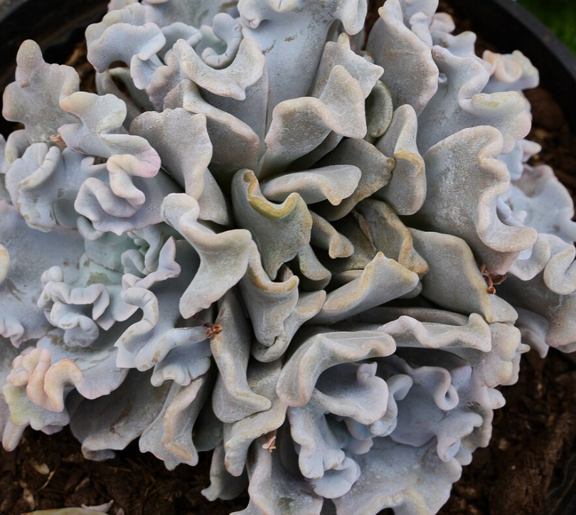 Echeveria 'Crispate Beauty' 10 Pieces Seeds
