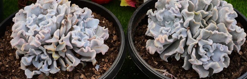 Echeveria 'Crispate Beauty' 10 Pieces Seeds