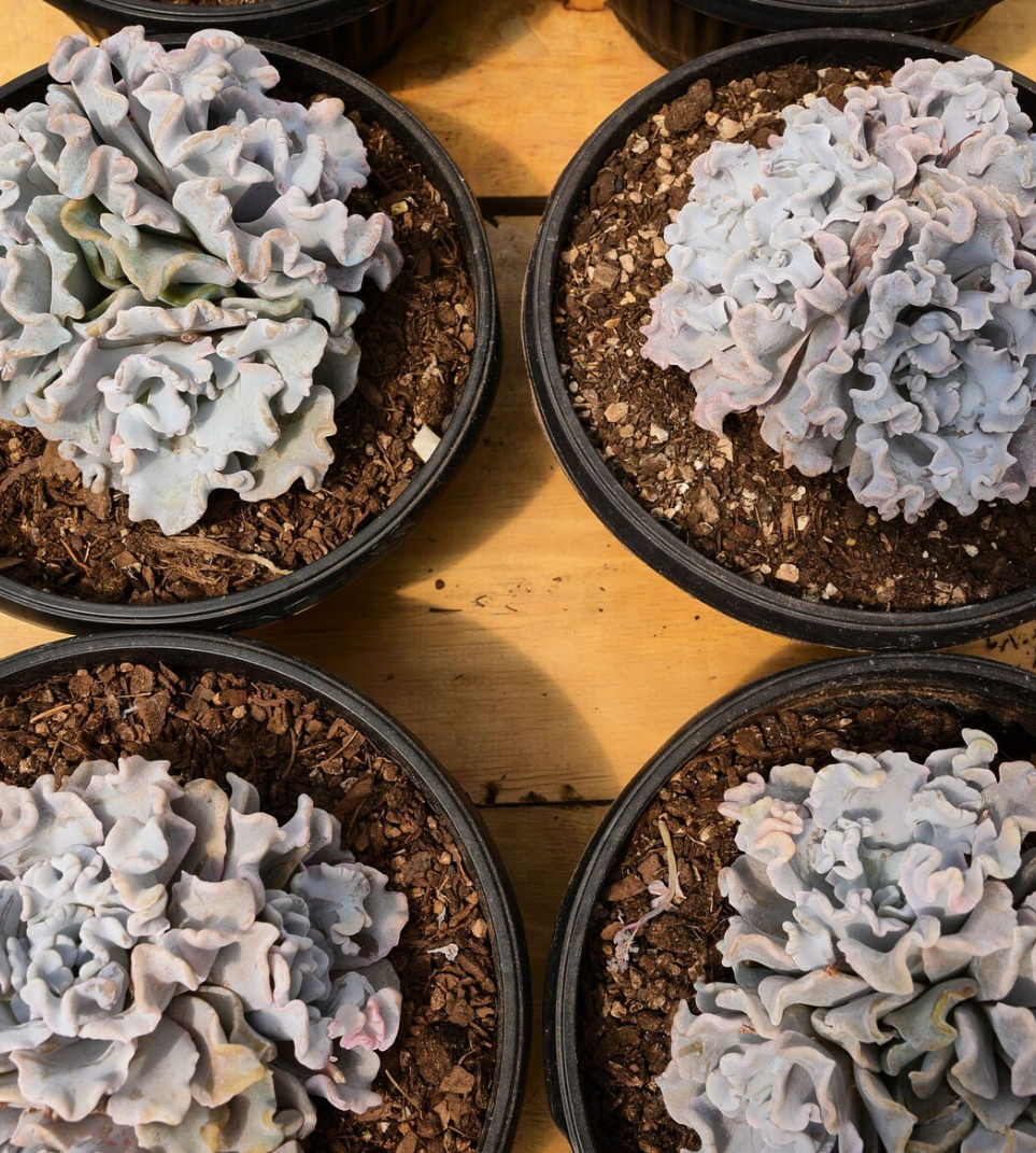 Echeveria 'Crispate Beauty' 10 Pieces Seeds