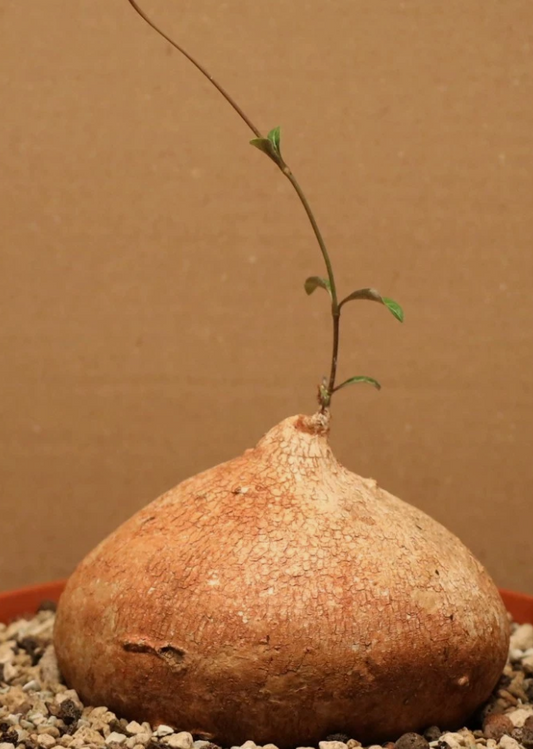 Raphionacme sp Geremba 5 Pieces Seeds