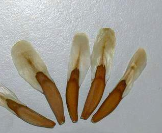 Gerrardanthus macrorhizus 4 Pieces Seeds