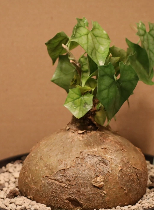 Gerrardanthus macrorhizus 4 Pieces Seeds