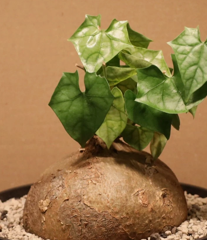 Gerrardanthus macrorhizus 4 Pieces Seeds