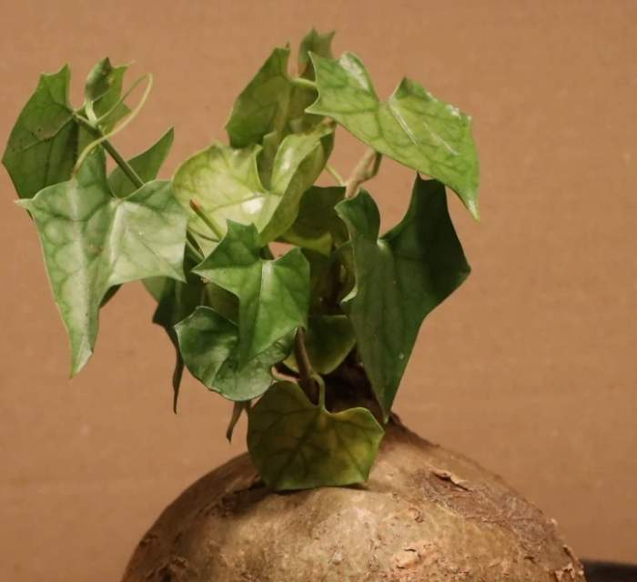 Gerrardanthus macrorhizus 4 Pieces Seeds