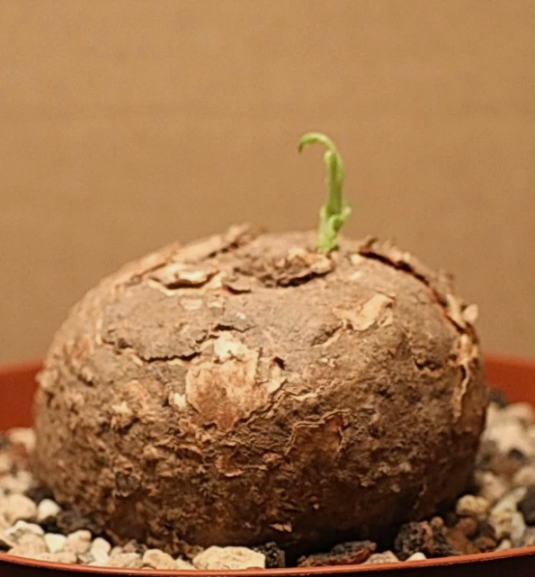 Adenia Stenodactyla 6 Pieces Seeds