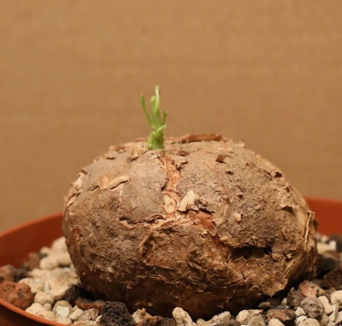 Adenia Stenodactyla 6 Pieces Seeds