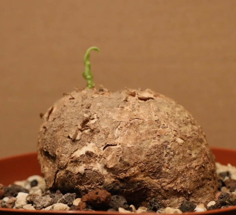 Adenia Stenodactyla 6 Pieces Seeds