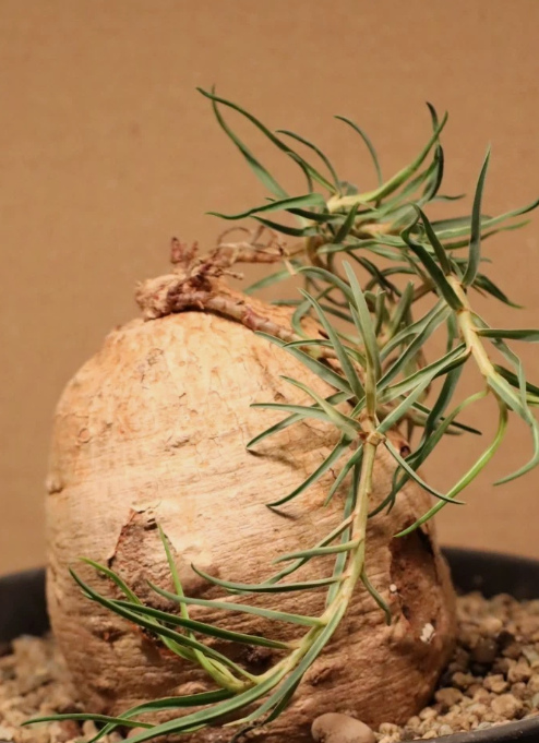 Euphorbia Trichadenia 3 Pieces Seeds