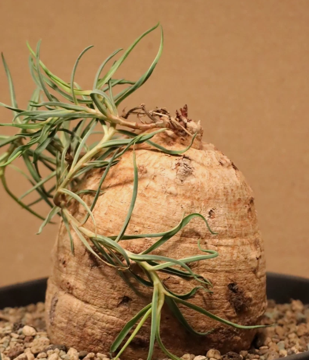 Euphorbia Trichadenia 3 Pieces Seeds