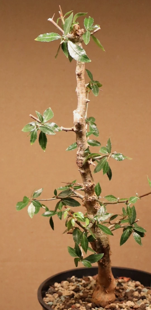 Commiphora lindensis 5 Pieces Seeds
