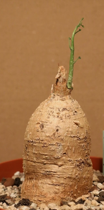 Cyphostemma montagnacii 10 Pieces Seeds