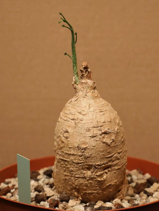 Cyphostemma montagnacii 10 Pieces Seeds