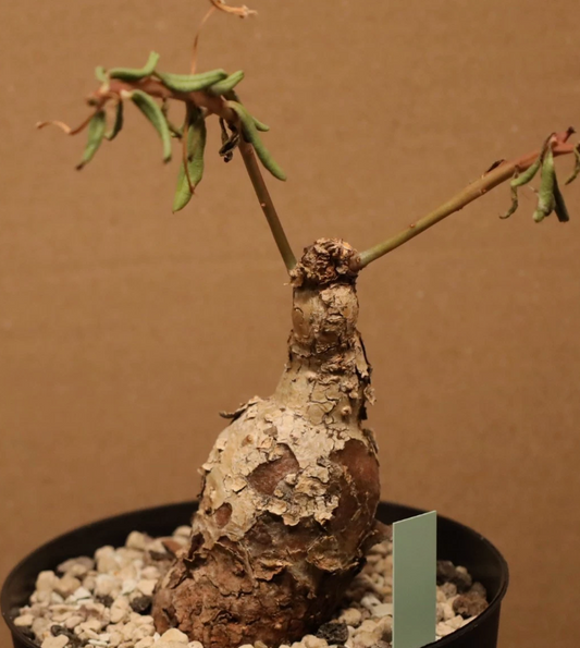 Talinum sp. Maktau 6 Pieces Seeds