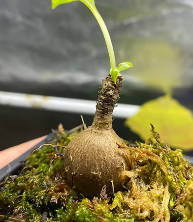 Myrmecodia sp. Manille 5 Pieces Seeds