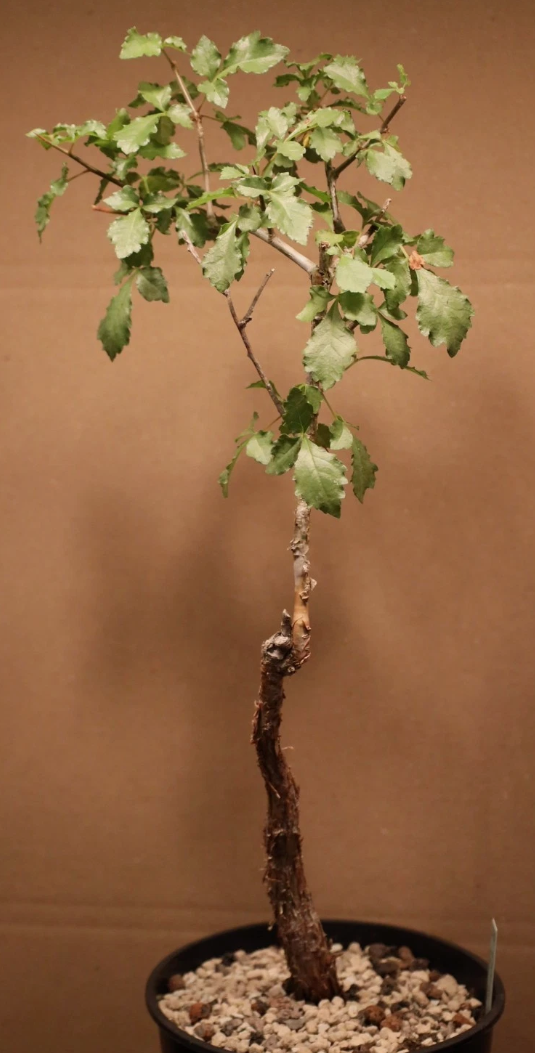 Commiphora sp. Mutha 5 Pieces Seeds