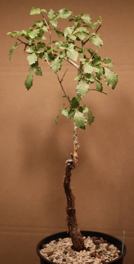 Commiphora sp. Mutha 5 Pieces Seeds