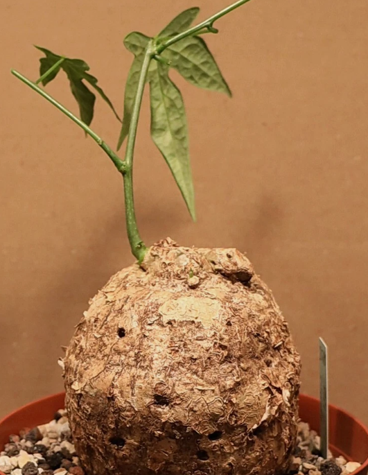 Adenia lindenii 6 Pieces Seeds