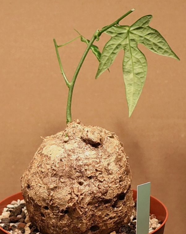 Adenia lindenii 6 Pieces Seeds