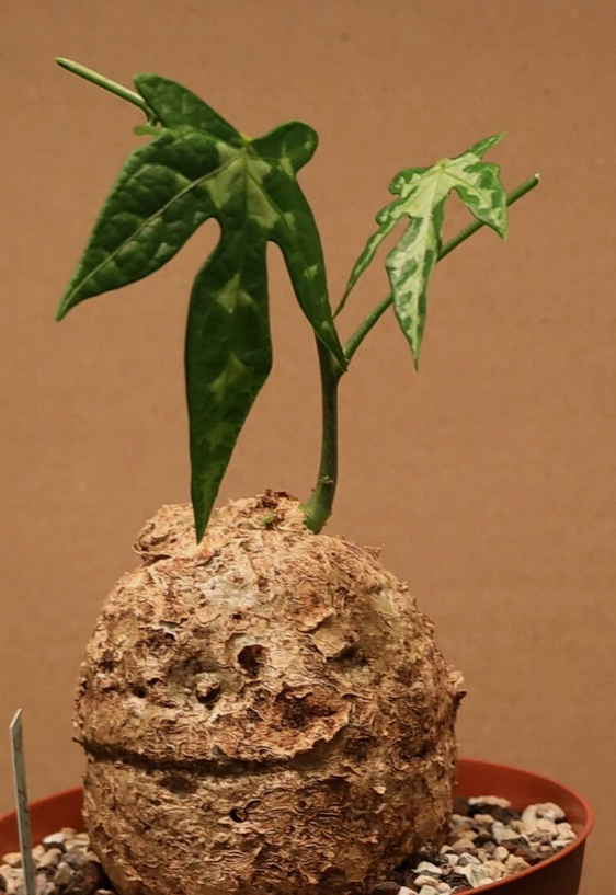 Adenia lindenii 6 Pieces Seeds