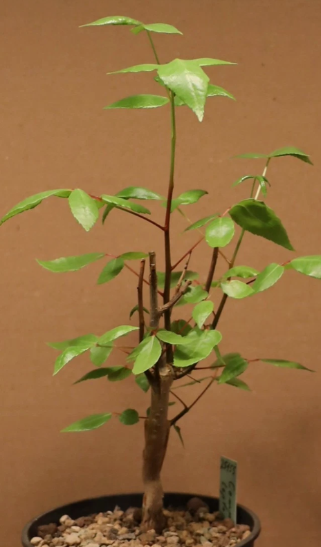 Commiphora leptophloeos 5 Pieces Seeds
