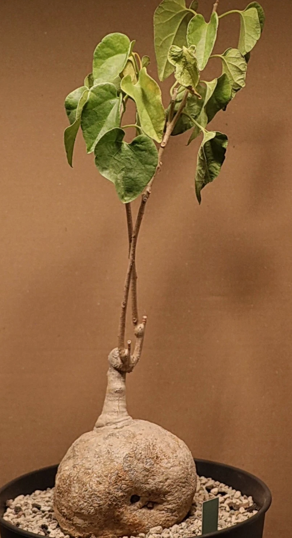 Pyrenacantha Malvifolia 6 Pieces Seeds