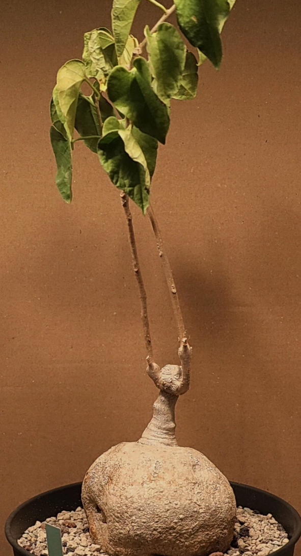 Pyrenacantha Malvifolia 6 Pieces Seeds