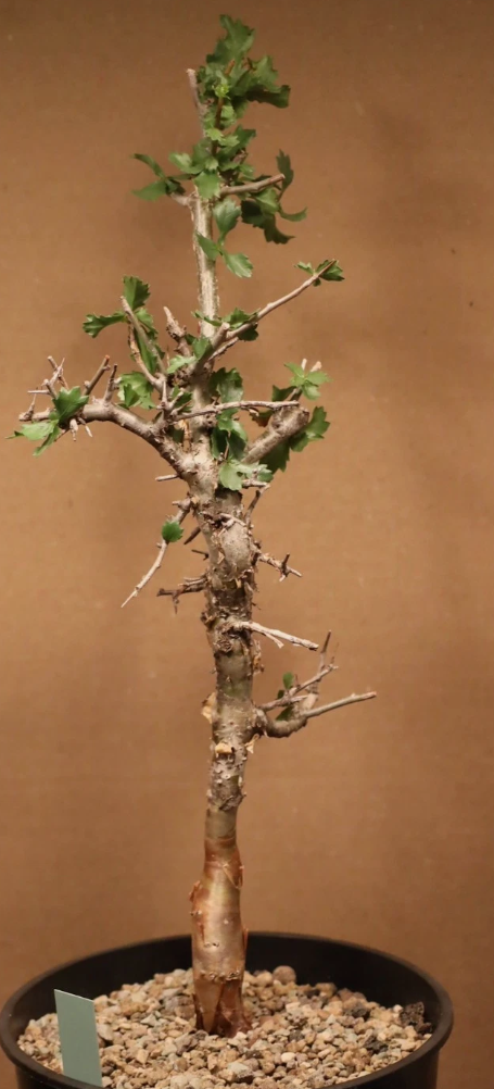 Commiphora Incisa 4 Pieces Seeds