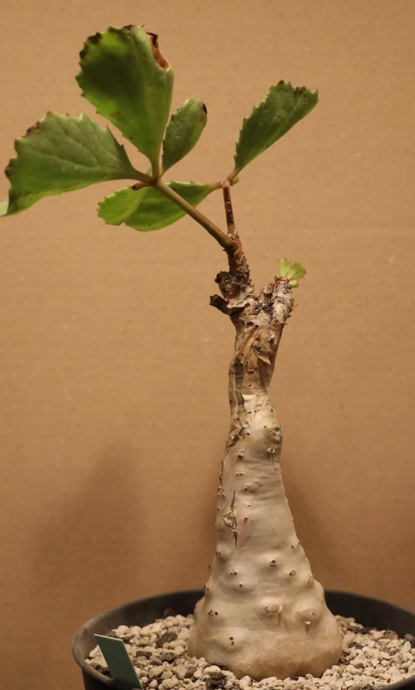 Cyphostemma betiforme 4 Pieces Seeds