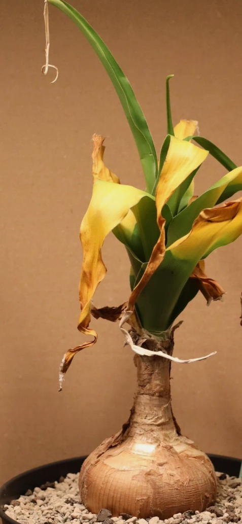 Crinum macowanii 5 Pieces Seeds