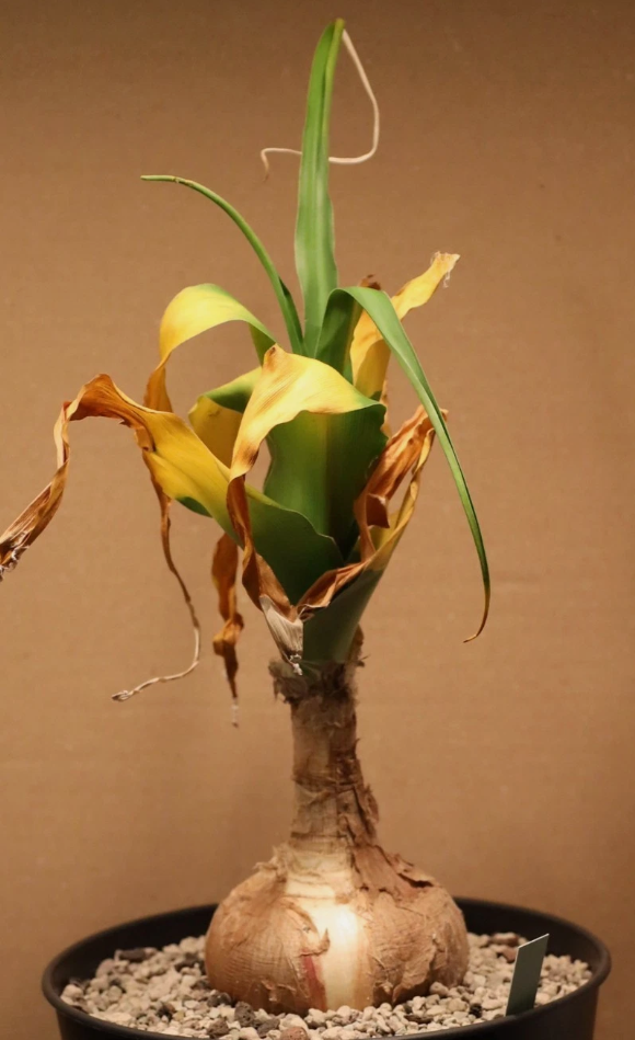 Crinum macowanii 5 Pieces Seeds