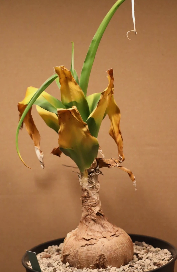Crinum macowanii 5 Pieces Seeds