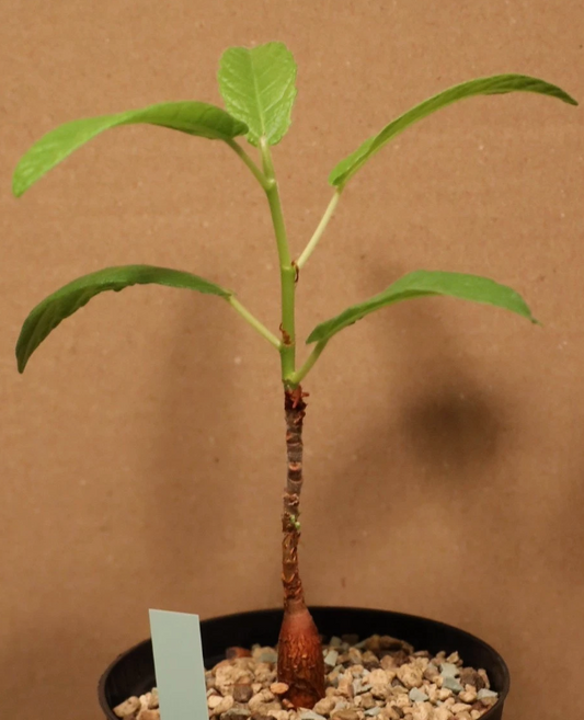 Ficus bussei 10 Pieces Seeds