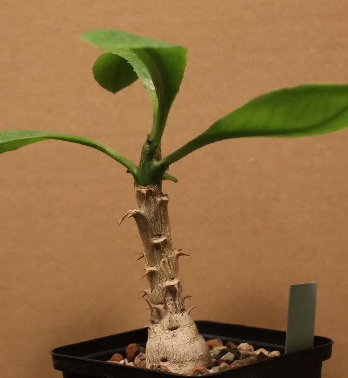 Monadenium spinescens 5 Pieces Seeds