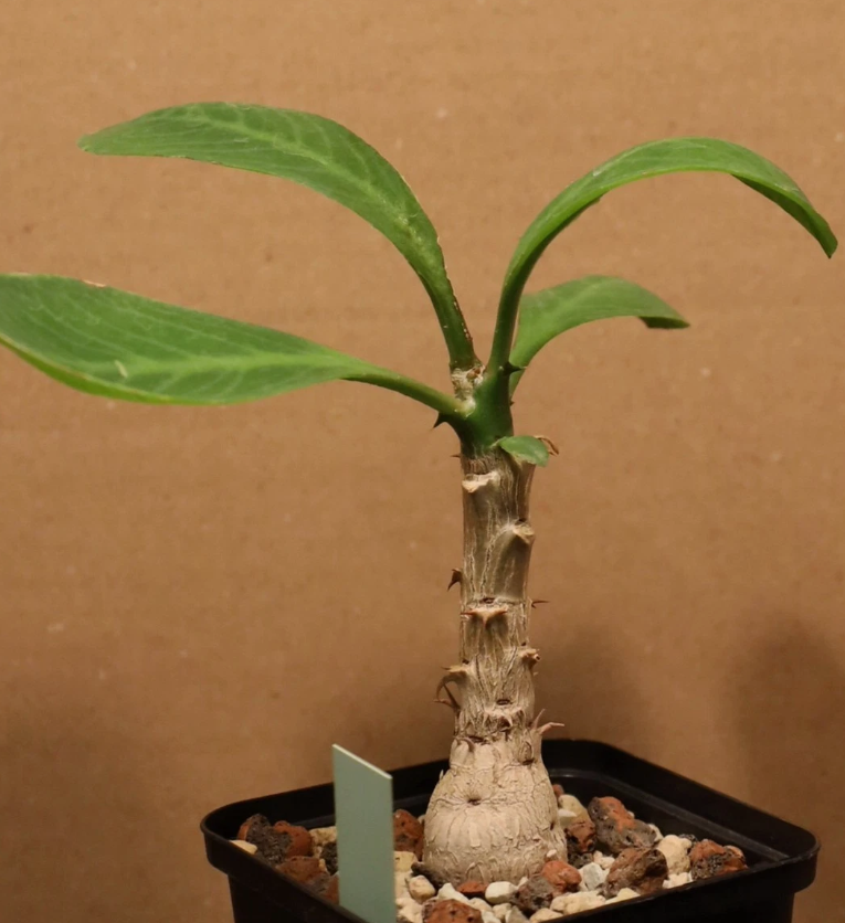 Monadenium spinescens 5 Pieces Seeds
